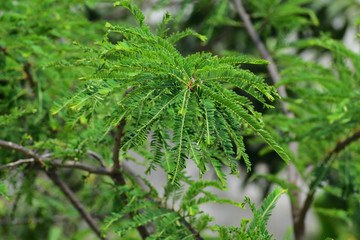 close up of a awla tree leaves