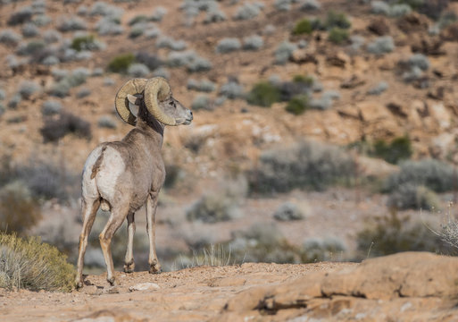 Desert Bighorn Sheep