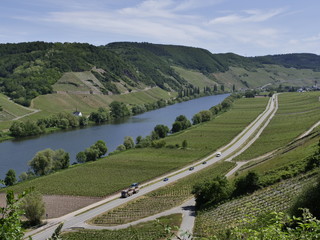 Die Mosel bei Trittenheim