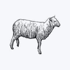 Hand-drawn sketch of sheep on a white back ground. Farm animals. Livestock. Domestic animals.