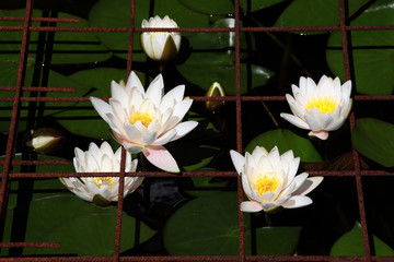 Eine weisse Seerose