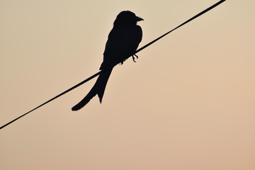 silhouette of a bird