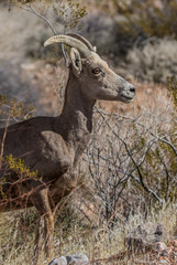 female desert bighorn sheep