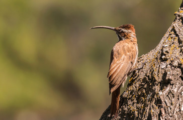 Hermoso pájaro trepador, posado en un tronco a la derecha de la imagen, mirando con su pico curvo hacia la izquierda. Fondo totalmente desenfocado con tonos marrones, beiges, verdes, amarillos.