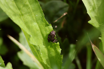 A small frog sits on a green leaf with a blurred background