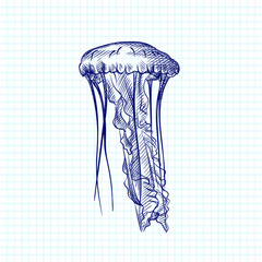 Hand-drawn sketch of jellyfish drawn with blue pen on a white background. Ocean life. Underwater creatures. Aquarium plants and animals
