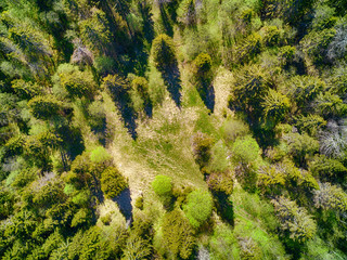 Small idyllic hidden forest glade aerial view