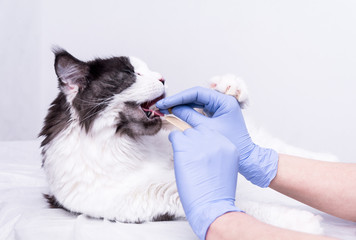 A veterinarian in a white coat, blue medical gloves, on a white table gives medicine to a Maine Coon cat and holds its mouth with a medical spatula. on a white background.