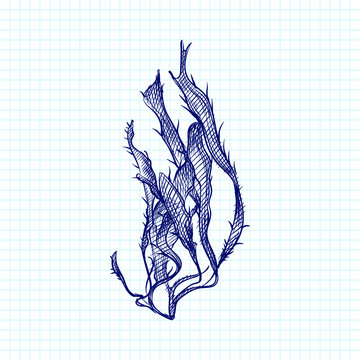 Hand-drawn sketch of sea weed drawn with blue pen on a white background. Ocean life. Underwater creatures. Aquarium and water plants 