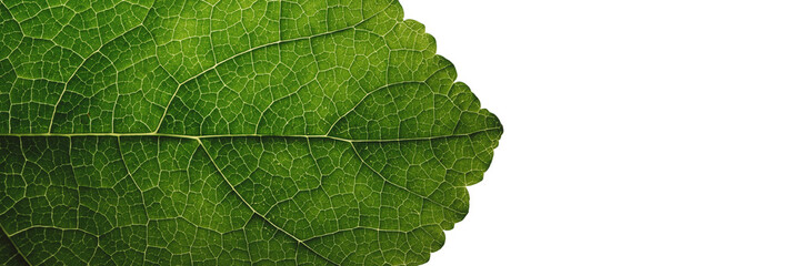 Closeup leaf texture. Green tropical plant close-up. Abstract natural floral background Selective focus, macro. Flowing lines of leaves