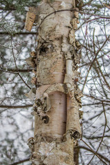 close up tree bark birch