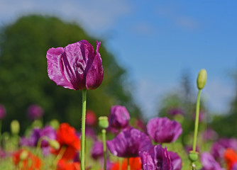 Obraz premium Das Meer aus Blüten