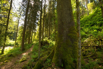 Obraz premium mystischer Wald in den vogesen nahe Gerardmer