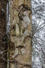 Obraz premium close up tree bark birch