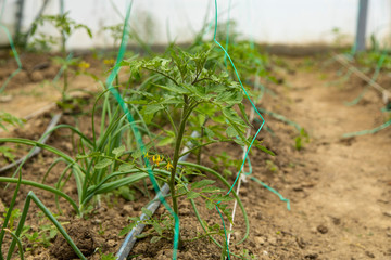 Tomato slices in the greenhouse