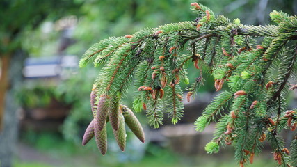 Szyszki na świerku © Sławek