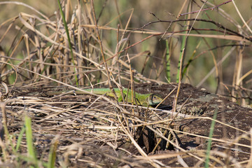 The European green lizard (Lacerta viridis) is a large lizard distributed across European midlatitudes from Slovenia and eastern Austria to as far east as the Black Sea coasts of Ukraine and Turkey.