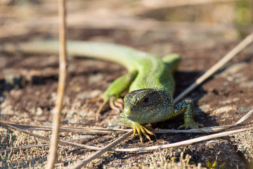 The European green lizard (Lacerta viridis) is a large lizard distributed across European midlatitudes from Slovenia and eastern Austria to as far east as the Black Sea coasts of Ukraine and Turkey.