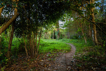 Obraz premium Jungle on Mot island Phu Quoc