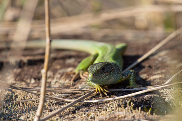 The European green lizard (Lacerta viridis) is a large lizard distributed across European midlatitudes from Slovenia and eastern Austria to as far east as the Black Sea coasts of Ukraine and Turkey.