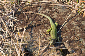 The European green lizard (Lacerta viridis) is a large lizard distributed across European midlatitudes from Slovenia and eastern Austria to as far east as the Black Sea coasts of Ukraine and Turkey.