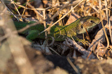The European green lizard (Lacerta viridis) is a large lizard distributed across European midlatitudes from Slovenia and eastern Austria to as far east as the Black Sea coasts of Ukraine and Turkey.