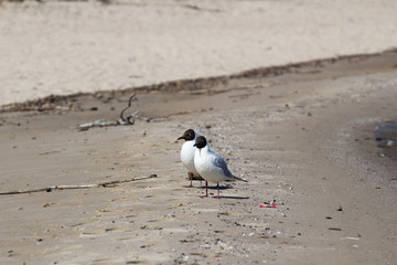 Two black-headed gulls (Chroicocephalus ridibundus) in summer plumage