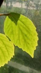 green leaves in the sun