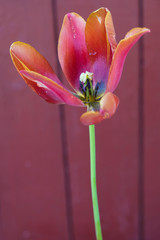 Tulip Lush Lava Color in full bloom on a wooden background of Burgundy color. Copy space. Minimalism. Vertical image.