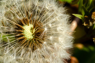 Dandelion macro close-up photo with seeds (selective DOF)