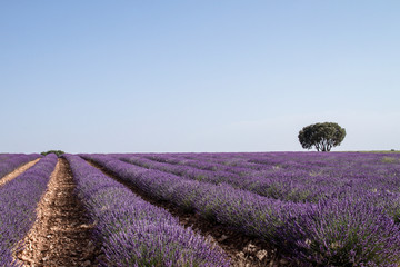 Fototapeta na wymiar Purple lavender fields landscape