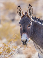 wild desert burro