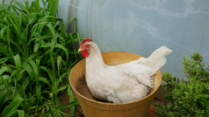 Leghorn hen white chicken sitting nest hole nide relaxes on a flowerpot resting in the mud clay, lays an egg to hatch straw hay, breed exhibition in Czech Republic, preservation genofond species, - obrazy, fototapety, plakaty