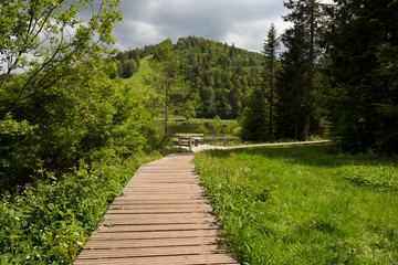 Obraz premium Holzsteg um den Moorsee Lac de Lispach in den Vogesen