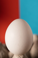 Farmer white and brown chicken eggs, close-up in a paper egg tray and on a red-blue background