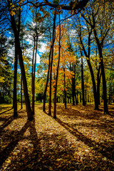 Backlight of red and yellow maple in fall in Quebec