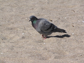 pigeon on the beach
