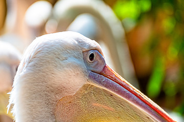 Portrait of a pink pelican