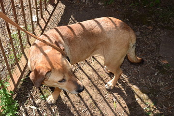 Cane di taglia media femmina dal pelo bruno