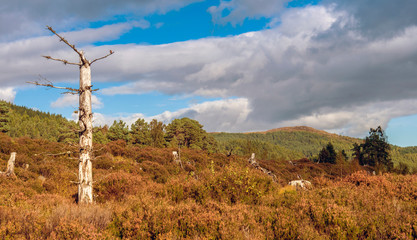 Obraz premium autumn landscape in Scottish Highlands