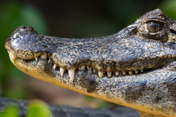 close up of a yacare caiman head with his big teeth