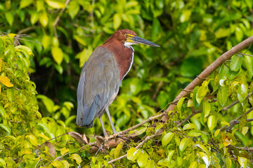 Tiger heron in the beautiful light of sunset 