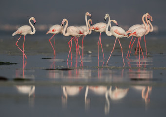 Greater Flamingos at Eker Creek