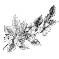 Apple tree branch with flowers buds and leaves pencil for fabric design books postcards Wallpaper websites