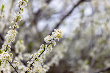 Blooming plum tree. The branches are covered with white flowers.