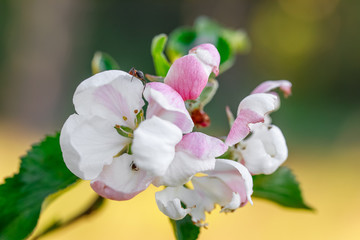 Blooming apple tree with white and pink flowers