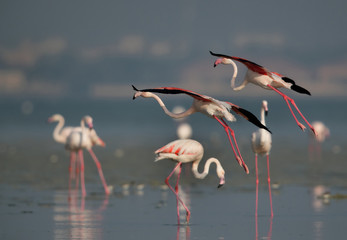Fototapeta premium Greater Flamingo slowing down to land at Aker creek, Bahrain