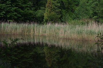 Schilfgürtel an Teich