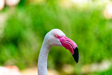 Flamingo looks around his territory