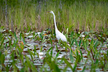 Great White Egret fishing in marsh lake in Okefenokee wildlife refuge in Georgia.